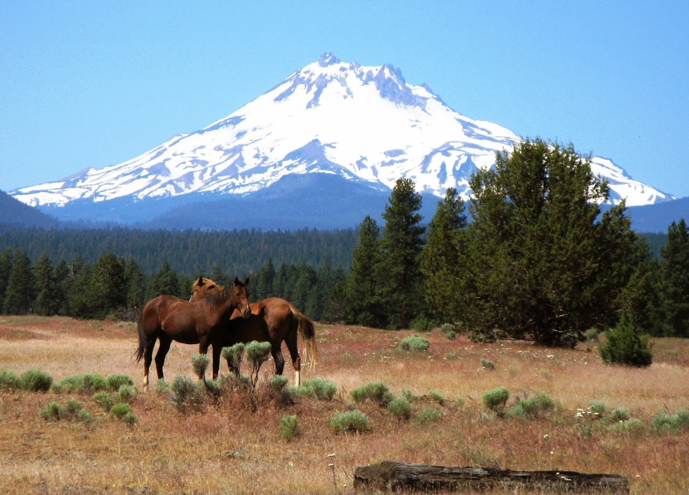 Warm Springs