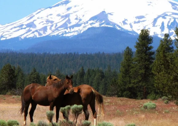 Oregon