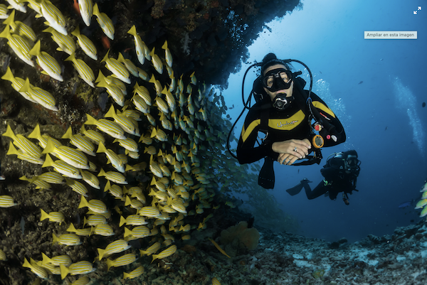 Scuba diving in Islamorada